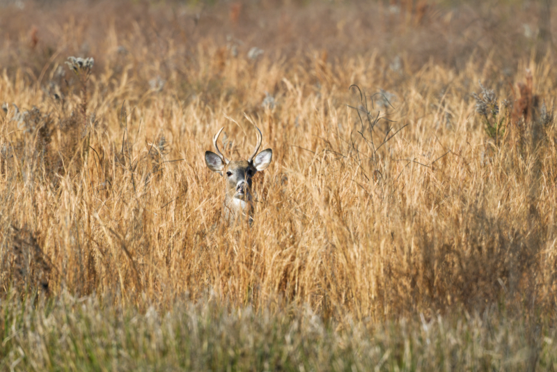 Hiding in the Grass