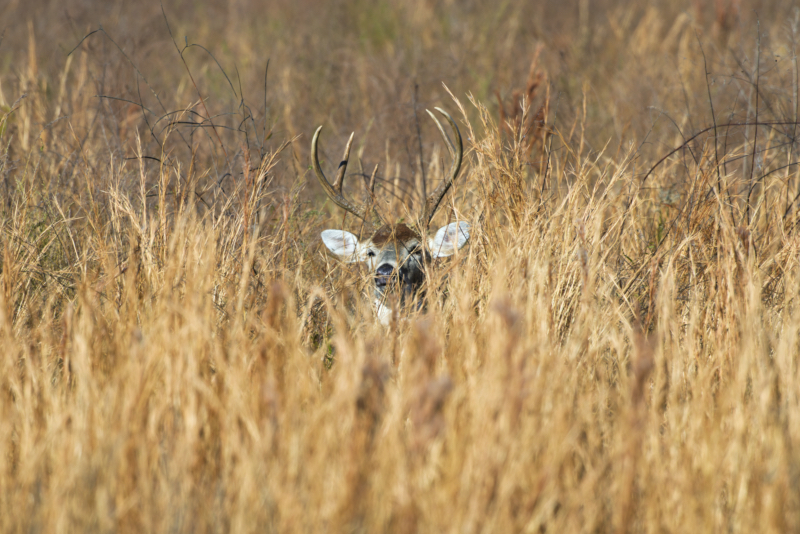 Watcher in the Grass