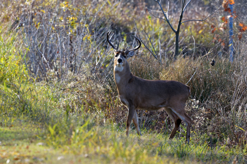 Early Encounter with a Stalking Buck