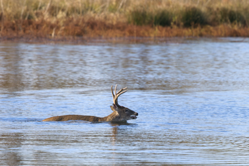 Trailing in the Wake