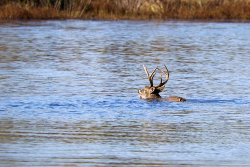 Buck Swimming Little Scarborough