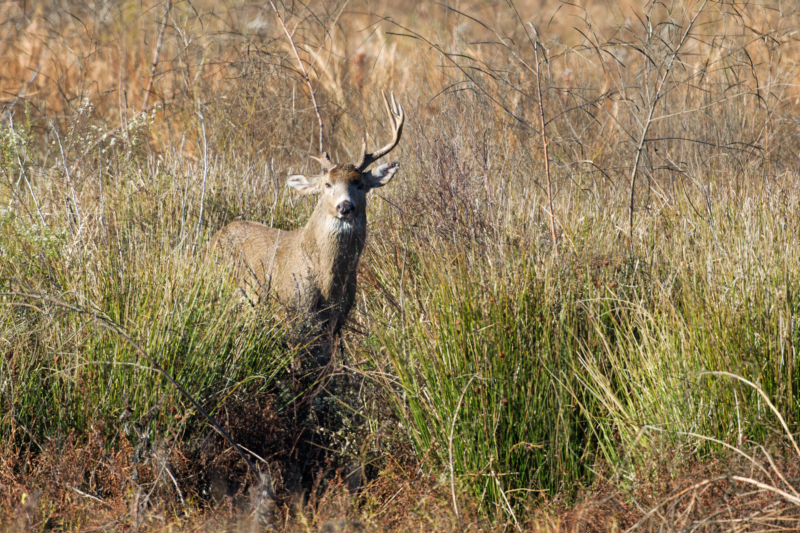 In the Thicket