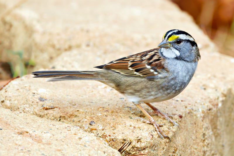 White-throated Sparrow on a Brick in Arkansas