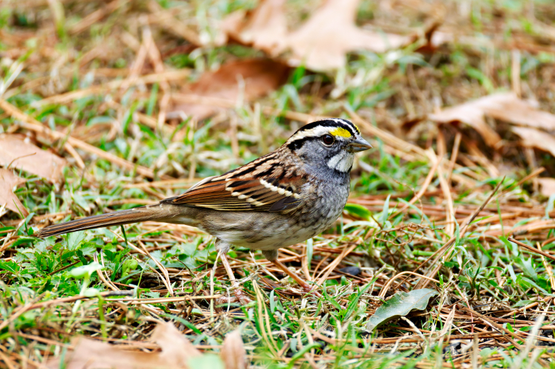 White-striped Morph White-throated Sparrow