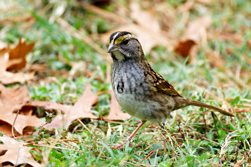 Tan-striped Morph White-throated Sparrow