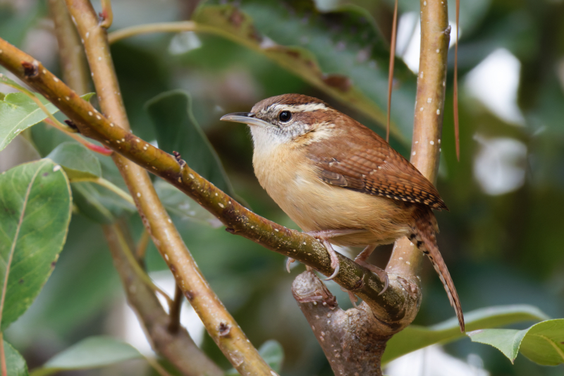 Carolina Wren Among Pear Tree Branches