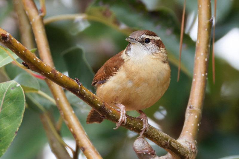 Watchful Carolina Wren in the Dwarf Pear Tree