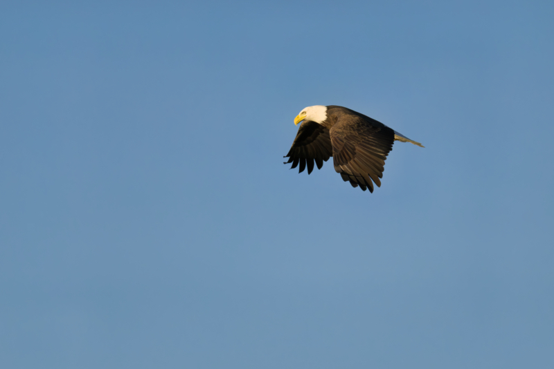 Bald Eagle Hunting the Horizon