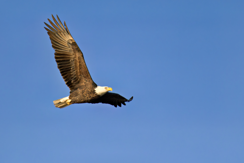 A Bald Eagle Soars High Over Charleston Lake