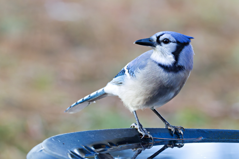 Blue Jay's Winter Visit