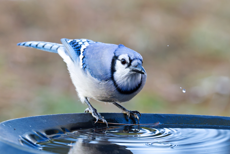 Blue Jay at the Birdbath