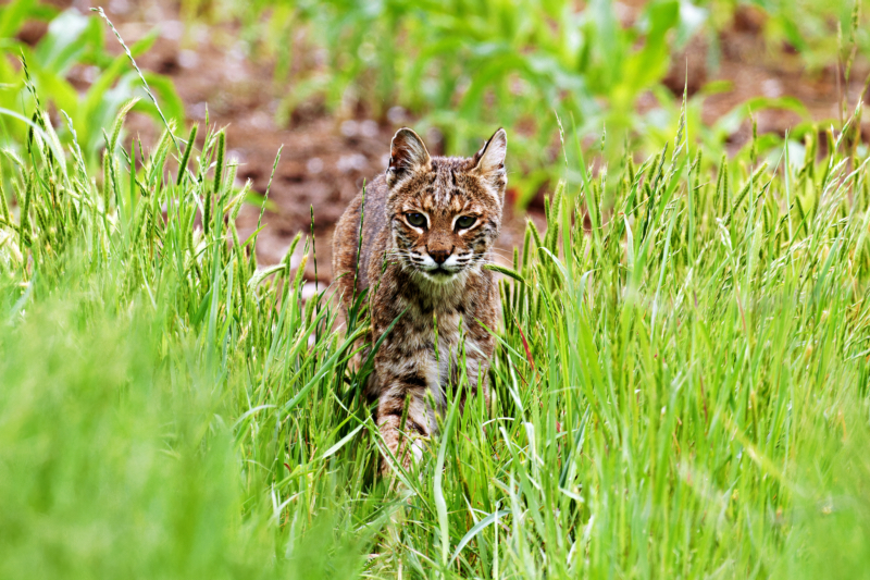 Bobcat on the Prowl