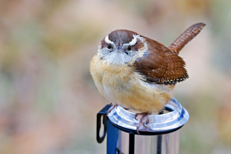 Carolina Wren on a Rain Gauge