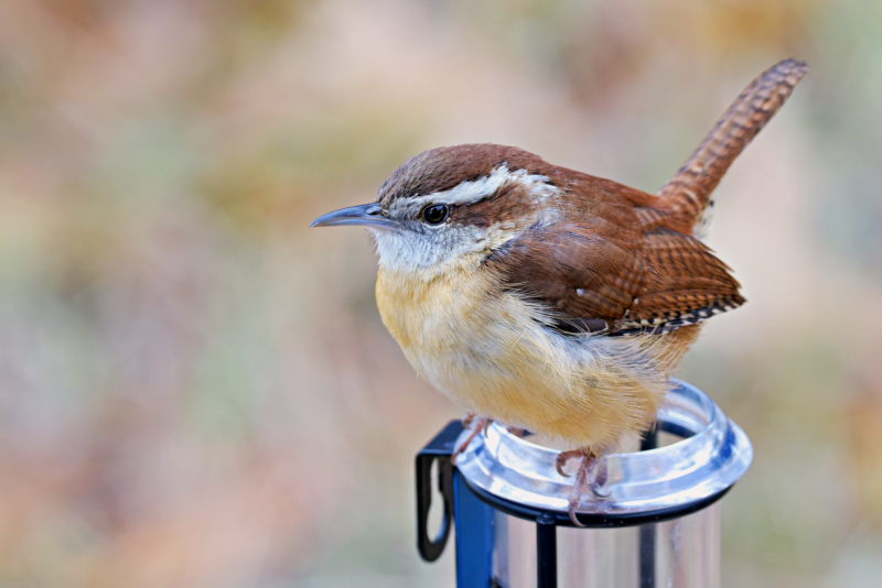 Side Profile of a Carolina Wren on a Rain Gauge