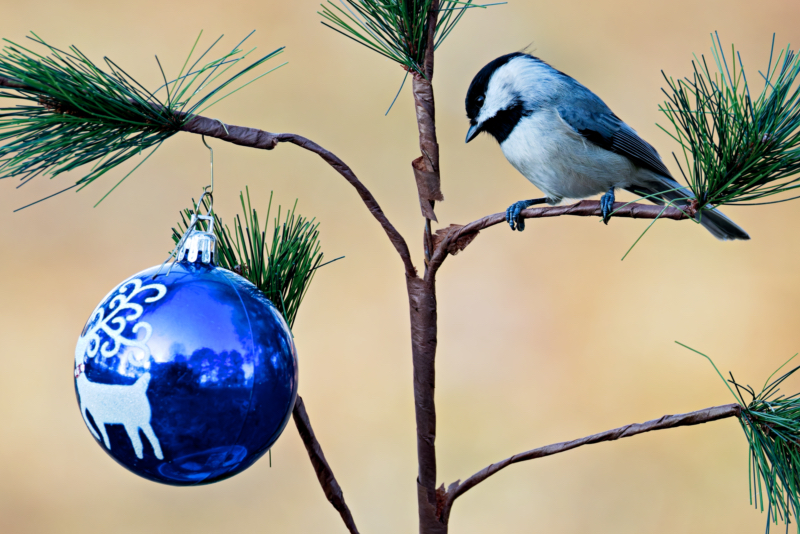 Chickadee and the Charlie Brown Ornament