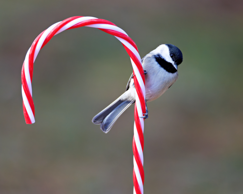 Chickadee and the Candy Cane Perch