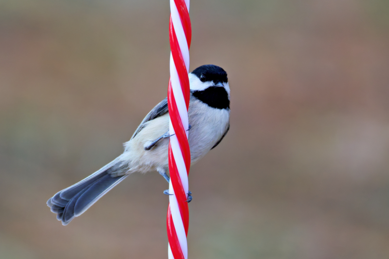 Chickadee and the Striped Candy Cane