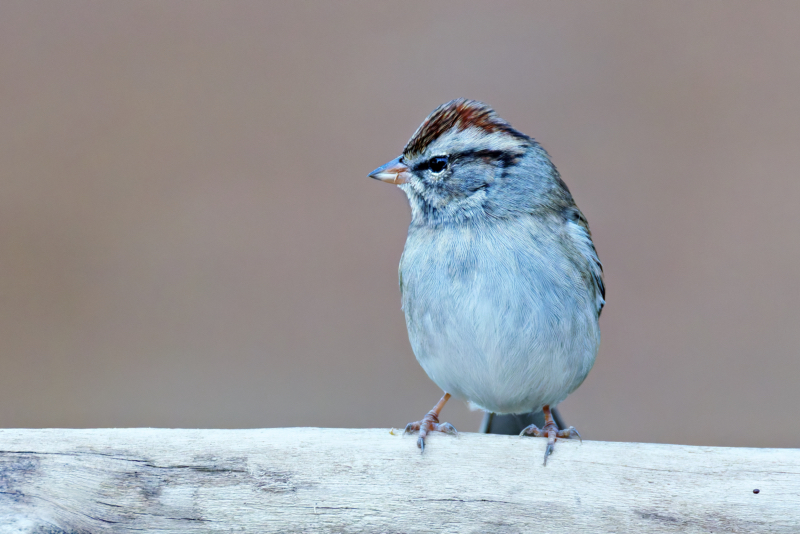 Chipping Sparrow Perched Near the Feeder