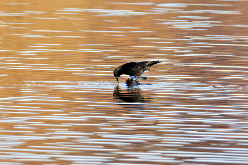 A Crow Perched On A Floating Log