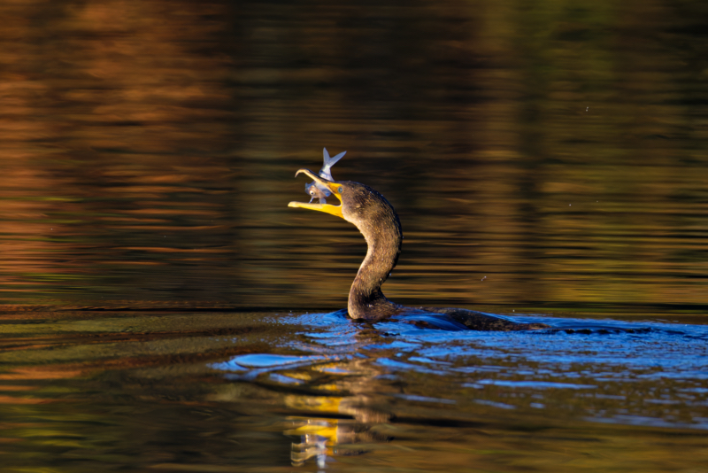 Double-crested Cormorant and a Bright Catch