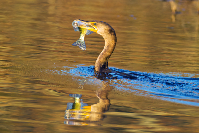 Double-crested Cormorant and Crappie