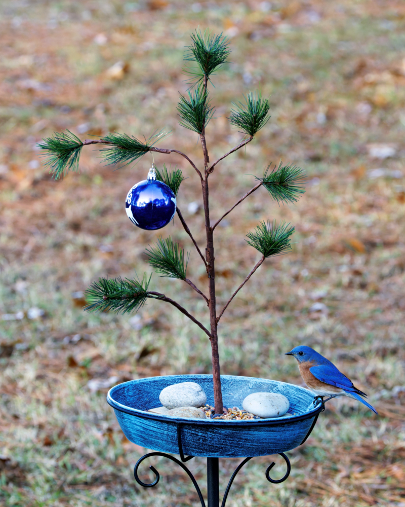 Eastern Bluebird and the Charlie Brown Tree