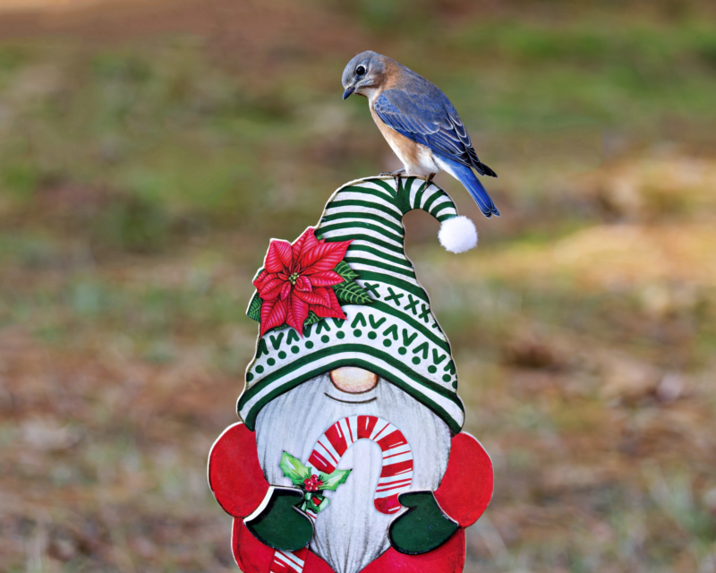 Bluebird on the Gnome Hat