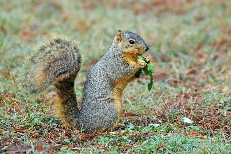 Healthy Habits: Fox Squirrel Edition