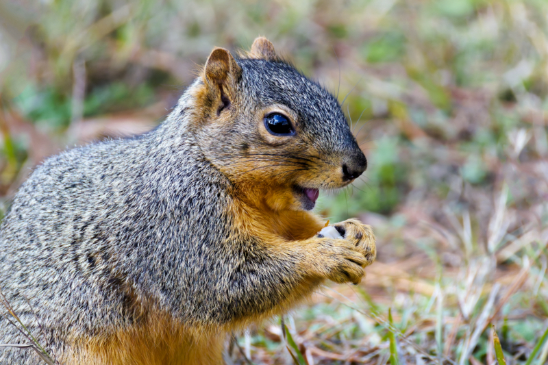 Peanut Enthusiast with a Sense of Humor