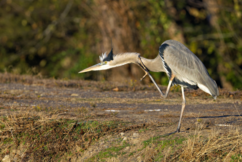 Great Blue Heron in a Thoughtful Scratch