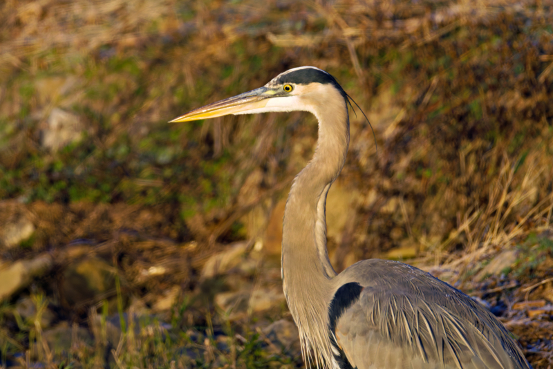 Great Blue Heron at Charleston Lake