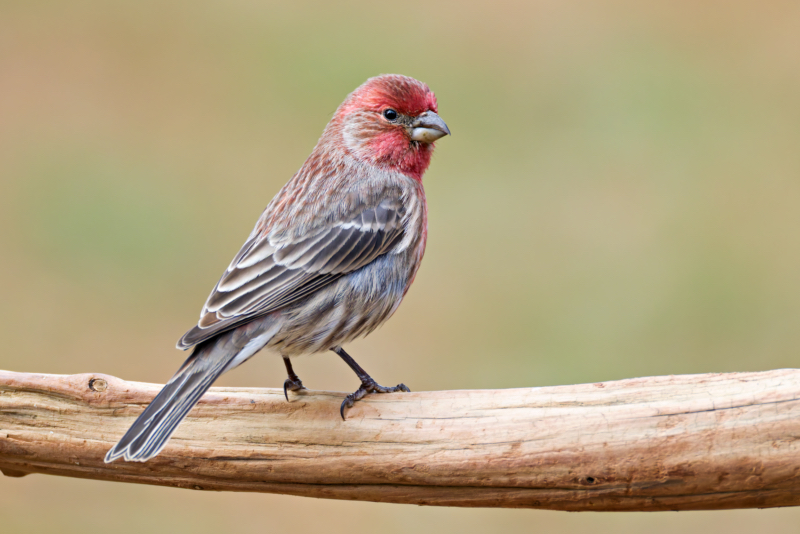 House Finch in an Arkansas Backyard