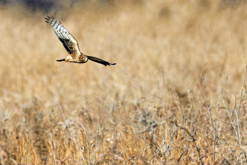 Northern Harrier In Pursuit