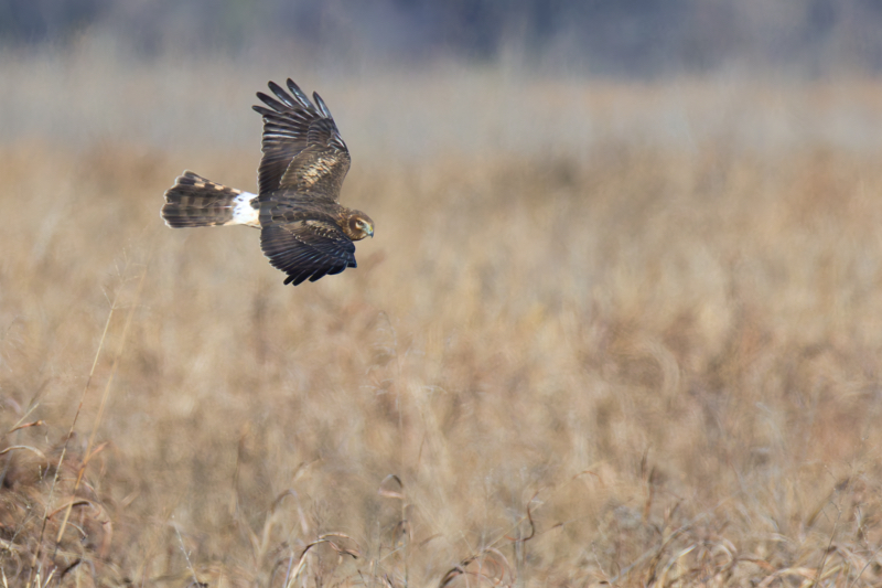 Northern Harrier - Focused Glide