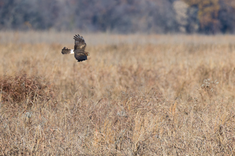 Female Northern Harrier Patrolling the Prairie