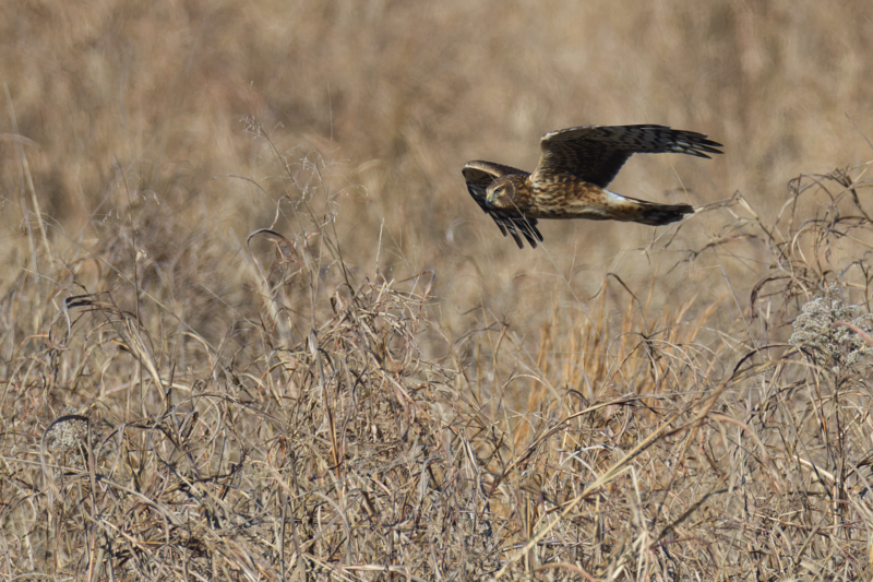 Female Northern Harrier - Sharp-eyed Hunter