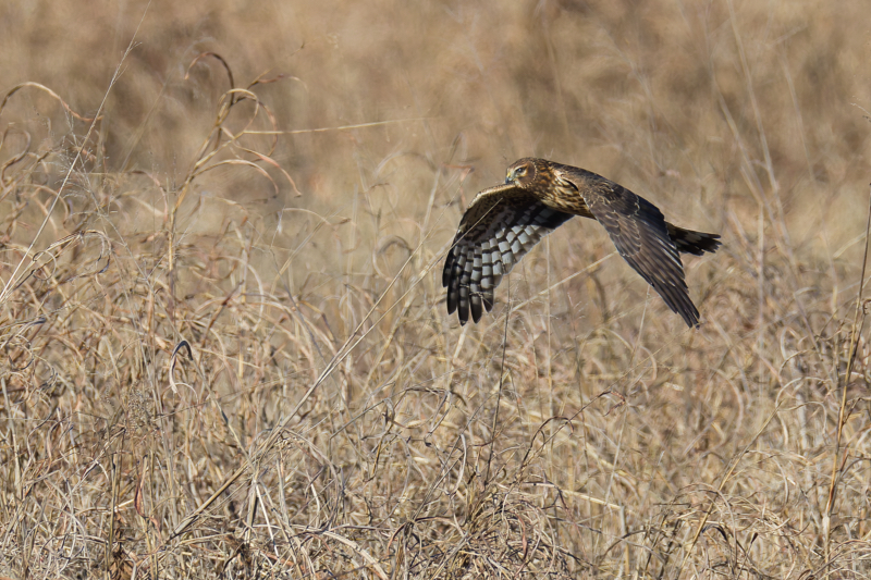 Northern Harrier - Silent Precision