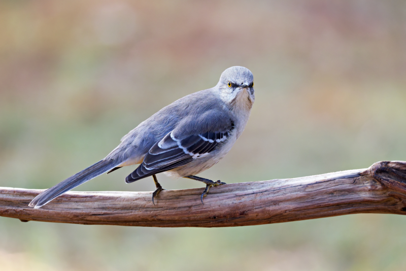 The Enforcer: Northern Mockingbird at the Feeder