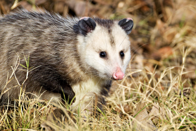 Late Fall Opossum Sighting at Sequoyah National Wildlife Refuge