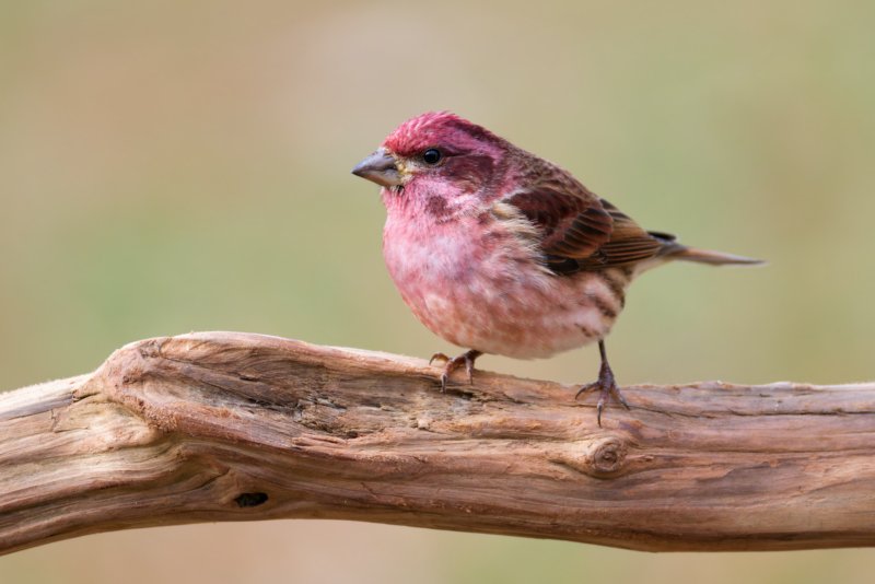 Purple Finch Perched in Arkansas