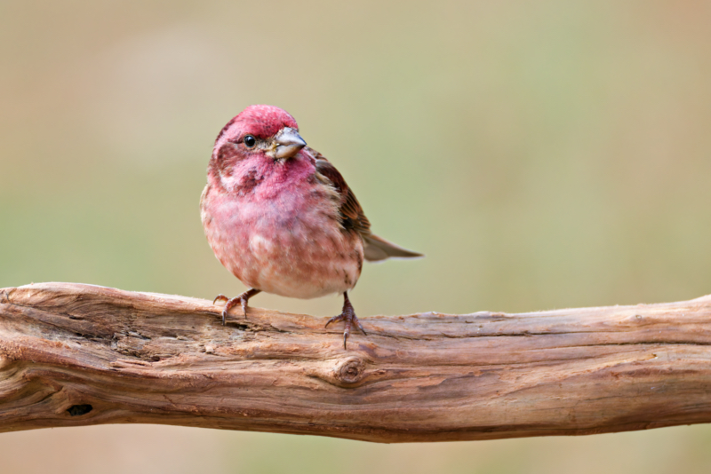 Purple Finch on Alert in Arkansas