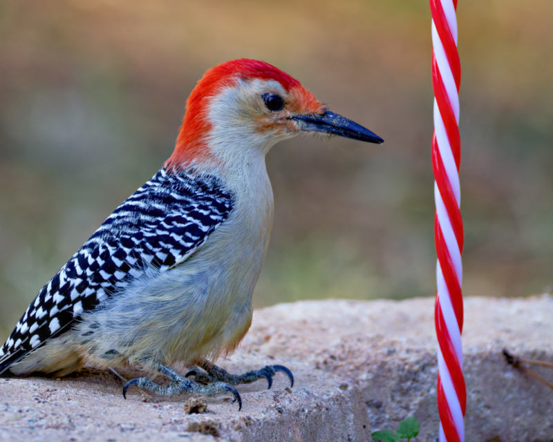 Red-bellied Woodpecker Meets the Candy Cane