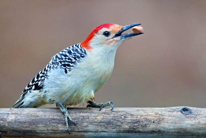 Red-bellied Woodpecker and Its Prize