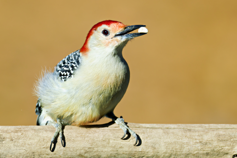 Red-bellied Woodpecker Perched with a Peanut