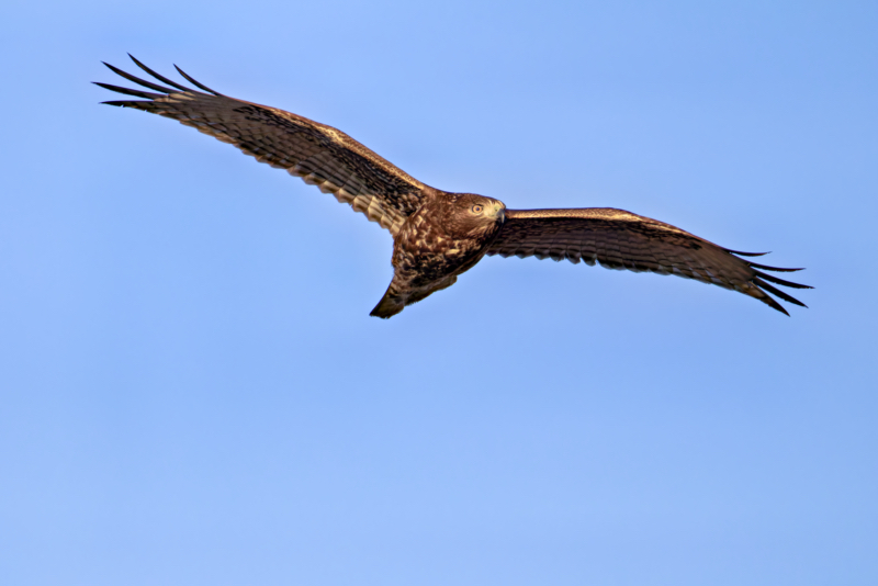 Red-tailed Hawk in Flight