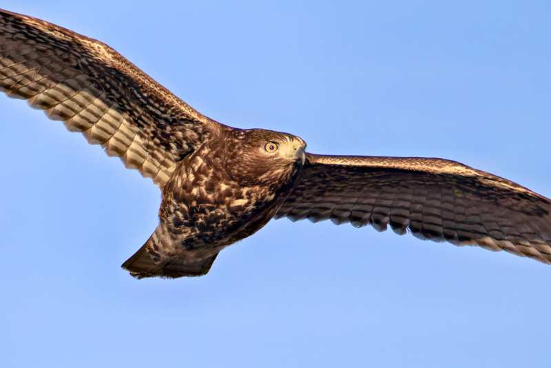 Close-up of a Red-tailed Hawk In Flight