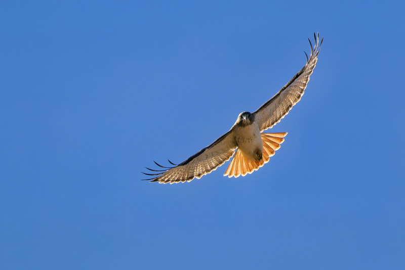 Red-tailed Hawk Backlit Overhead