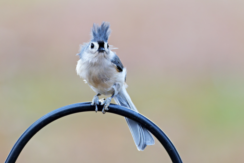 Wind-Blown Tufted Titmouse at the Feeder