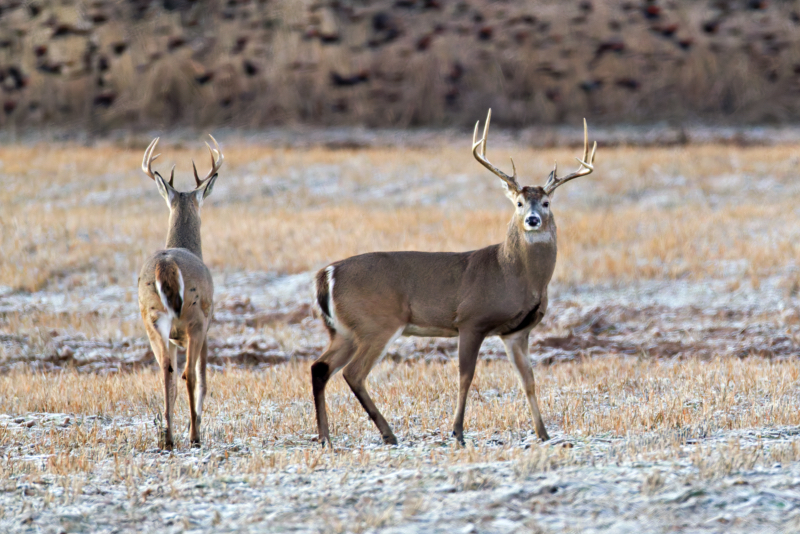 Two Bucks in Frosty Morning Light