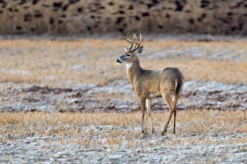 Young Buck Pauses Amid Blackbird Flight